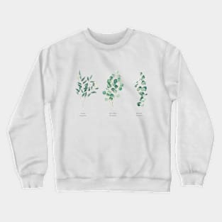 Three types of eucalyptus Crewneck Sweatshirt